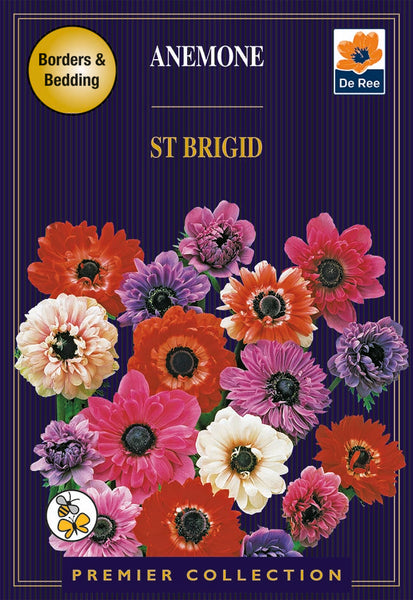 Anemone St Brigid 8pk Anemone St Brigid 8pk