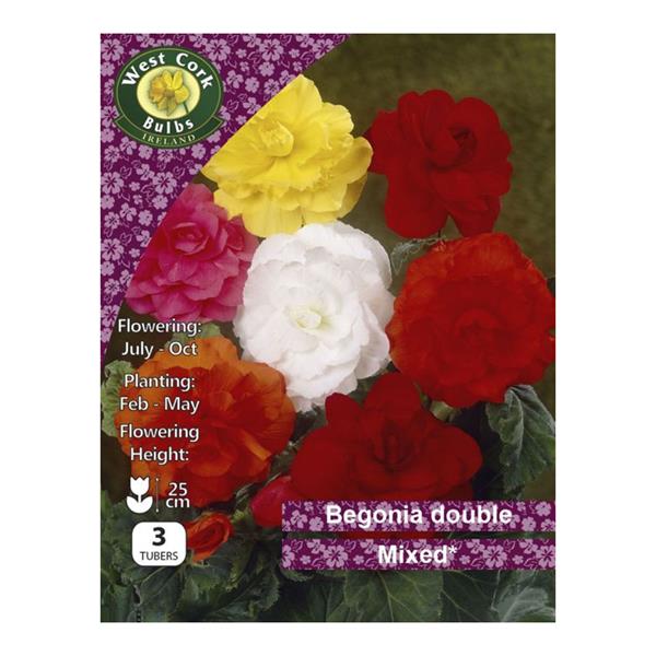 Begonia Double Mixed Begonia Double Mixed