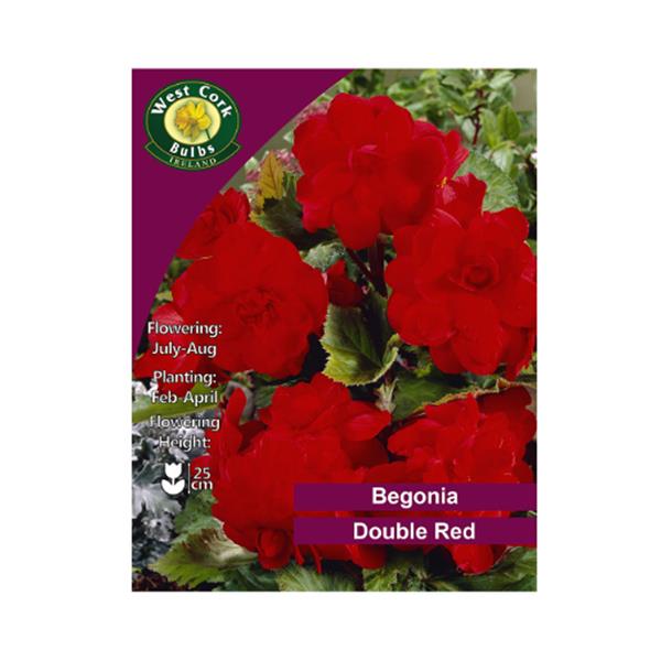 Begonia Double Red Begonia Double Red