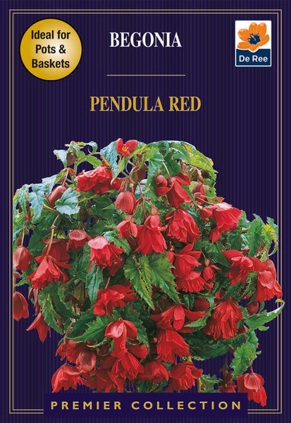 Begonia Pendula Red Begonia Pendula Red