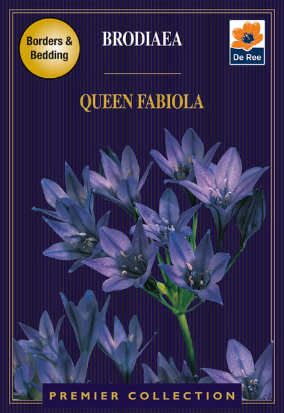 Brodiaea Queen Fabiola Brodiaea Queen Fabiola