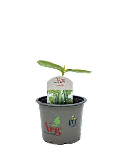 Cucumber plant 9cm Cucumber plant 9cm