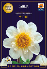 Dahlia Anemone Flowering White