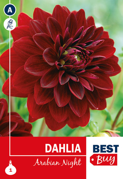 Dahlia Decorative Arabian Night Dahlia Decorative Arabian Night