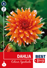 Dahlia Cactus Colour Spectacle