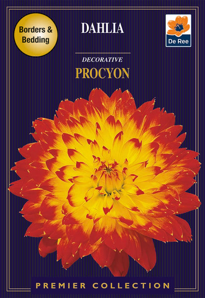 Dahlia Decorative Procyon Dahlia Decorative Procyon