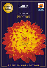 Dahlia Decorative Procyon