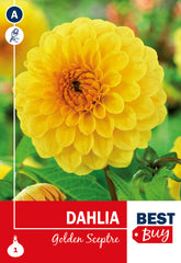 Dahlia Pompon Golden Sceptre