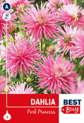 Dahlia Cactus Park Princess