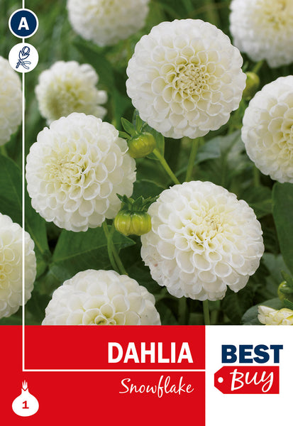 Dahlia Pompon Snowflake Dahlia Pompon Snowflake