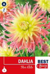 Dahlia Cactus Star Elite