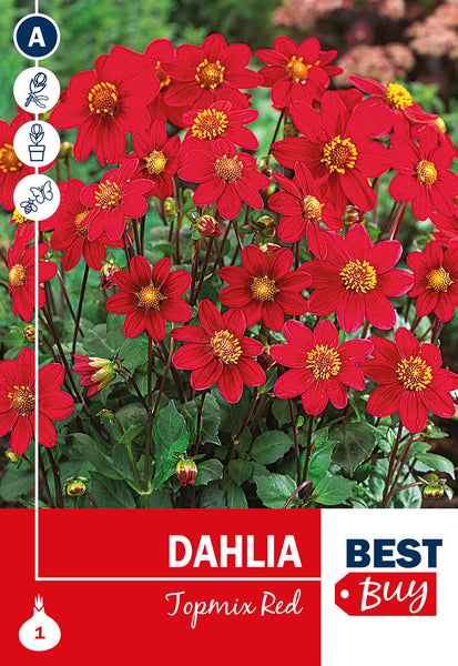 Dahlia Topmix Red Dahlia Topmix Red
