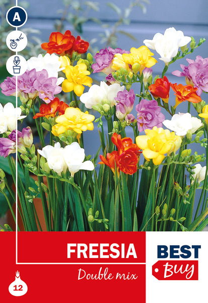 Freesia Double Mixed Freesia Double Mixed