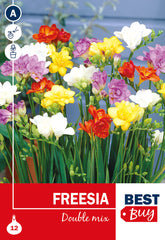 Freesia Double Mixed