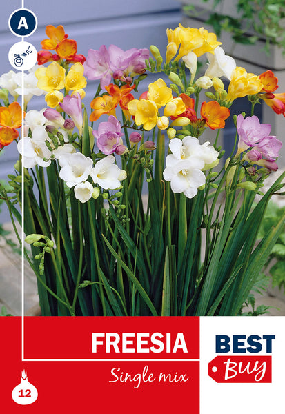 Freesia Single Mixed Freesia Single Mixed