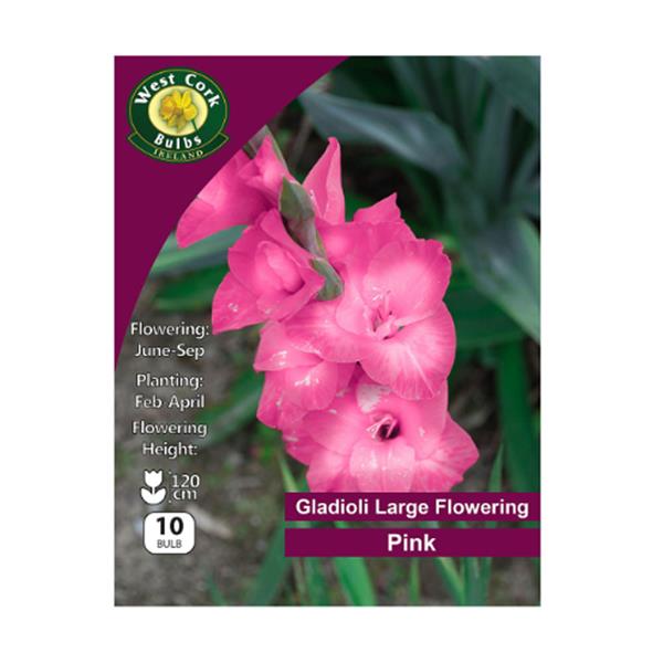 Gladioli Large Flowering Pink Gladioli Large Flowering Pink