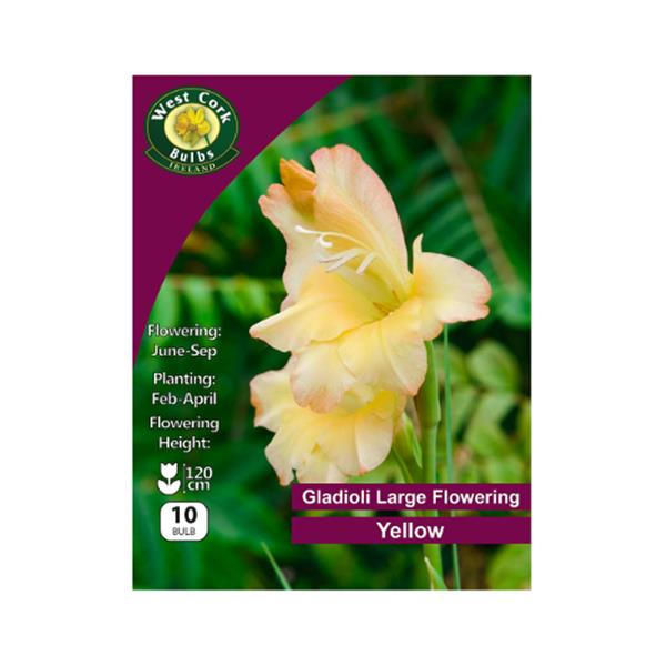 Gladioli Large Flowering Yellow 10 bulb Gladioli Large Flowering Yellow 10 bulb