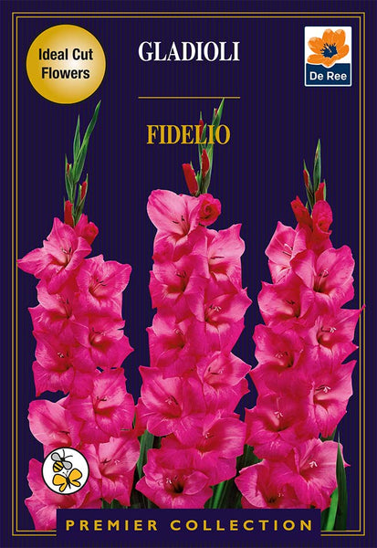 Gladioli Fidelio Gladioli Fidelio