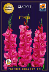 Gladioli Fidelio