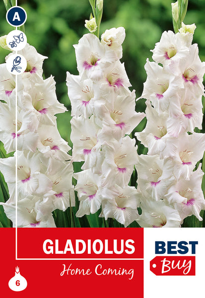 Gladioli Home Coming Gladioli Home Coming