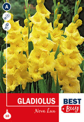 Gladioli Nova Lux