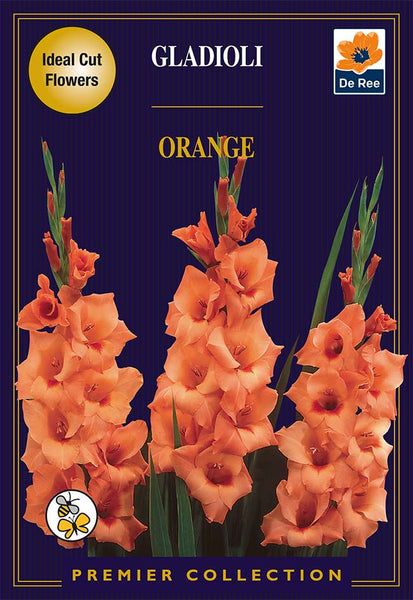 Gladioli Orange Gladioli Orange