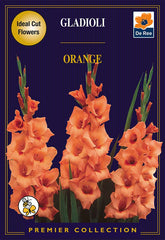 Gladioli Orange