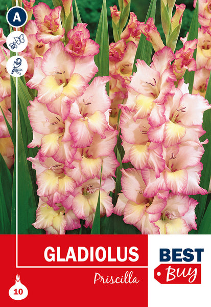 Gladioli Priscilla Gladioli Priscilla