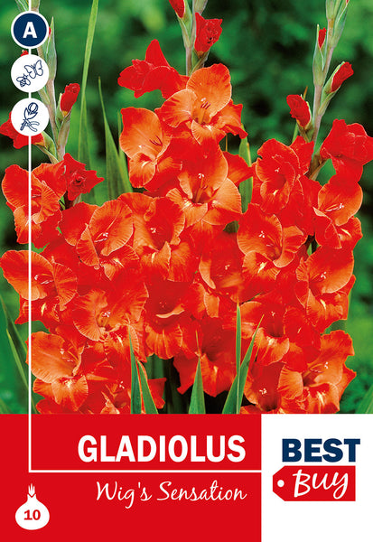 Gladioli Wig's Sensation Gladioli Wig's Sensation