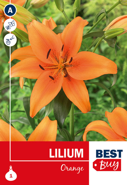 Lily Orange Lily Orange