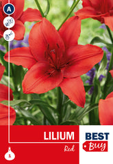 Lily Red