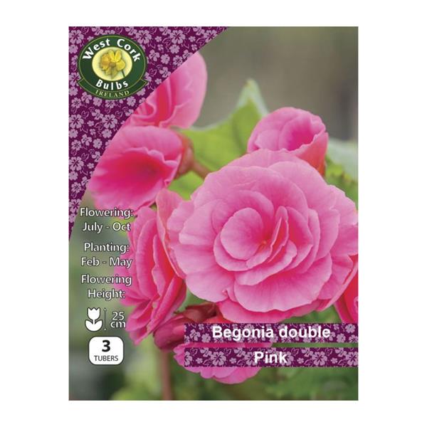 Begonia Double Pink 3bulb Begonia Double Pink 3bulb