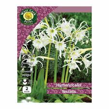 Hymenocalis Festalis 2bulb Hymenocalis Festalis 2bulb