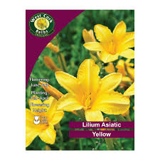 Lilium Asiatic Yellow 3bulb Lilium Asiatic Yellow 3bulb
