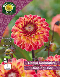 Dahlia Decorative dancing Don 1tuber Dahlia Decorative dancing Don 1tuber