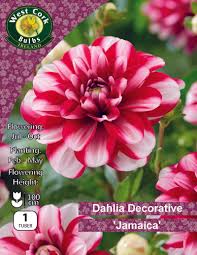 Dahlia Decorative Jamica 1 tuber Dahlia Decorative Jamica 1 tuber