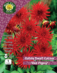 Dahlia Dwarf Cactus Red Pigmy Dahlia Dwarf Cactus Red Pigmy