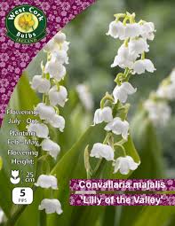 Convallaria majalis Lilly of the Valley 5pips Convallaria majalis Lilly of the Valley 5pips