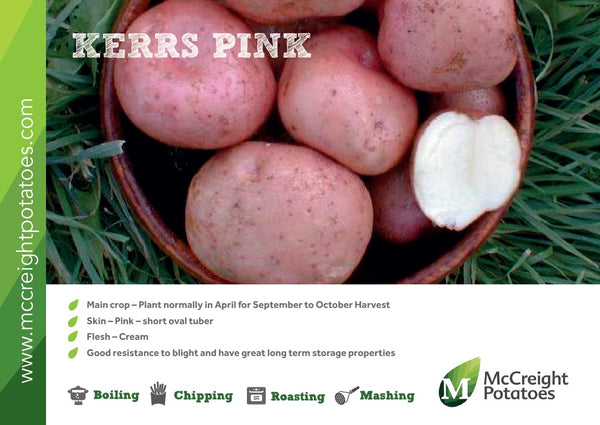Potatoes - Kerrs Pink Maincrop - 2Kg Nets Potatoes - Kerrs Pink Maincrop - 2Kg Nets