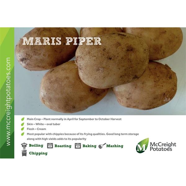 Potatoes - Maris Piper Maincrop - 2Kg Nets Potatoes - Maris Piper Maincrop - 2Kg Nets