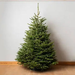 Nordman Fir Christmas Tree