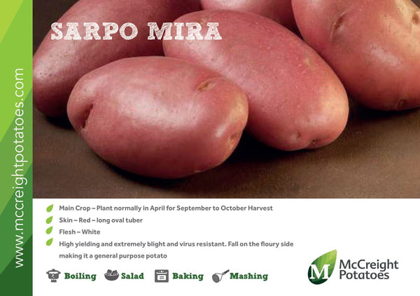 Potatoes - Sarpo Mira Maincrop - 2Kg Nets Potatoes - Sarpo Mira Maincrop - 2Kg Nets