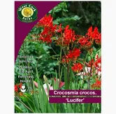 Crocosmia Crocos Lucifer 10bulb Crocosmia Crocos Lucifer 10bulb
