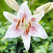 Lilium Oriental Muscadet 2bulb Lilium Oriental Muscadet 2bulb