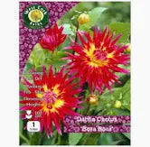 Dahlia Cactus Bora Bora 1Tuber Dahlia Cactus Bora Bora 1Tuber