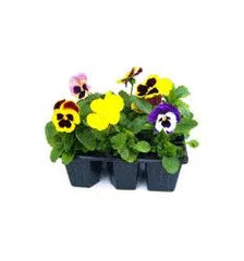 Pansy 6pk