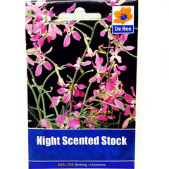 Night Scented Stock