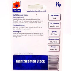 Night Scented Stock Night Scented Stock
