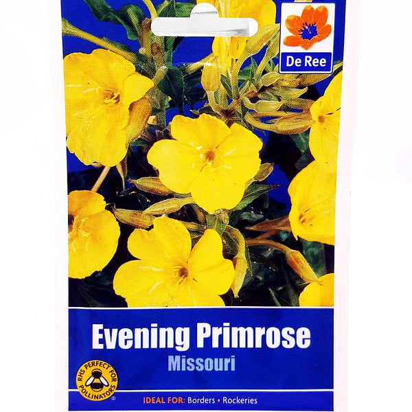 Evening Primrose Missouri Evening Primrose Missouri