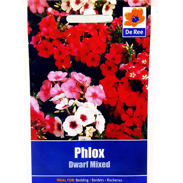 Phlox Dwarf Phlox Dwarf